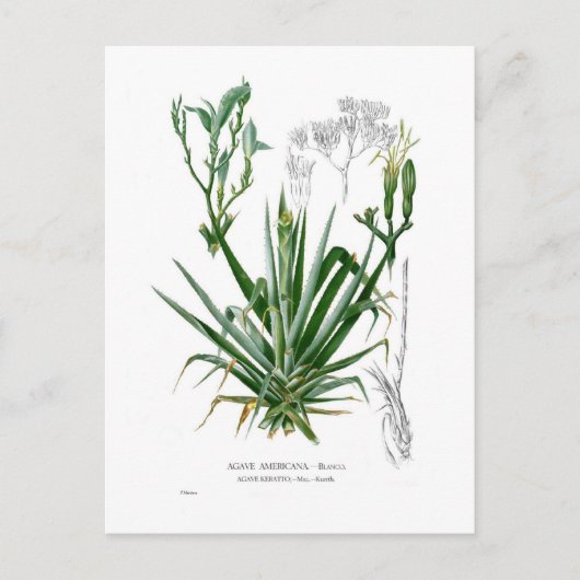 Agave Postkarte (Vorderseite)