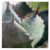 Agave potatorum Fliese (Vorderseite)