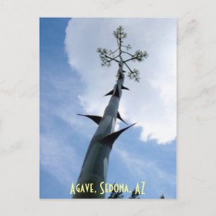 Agave, Sedona, AZ Postkarte