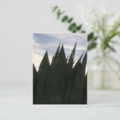 Agave Skyrockets Postcard Postkarte (Stehend Vorderseite)