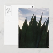 Agave Skyrockets Postcard Postkarte (Vorne/Hinten)