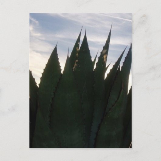 Agave Skyrockets Postcard Postkarte (Vorderseite)