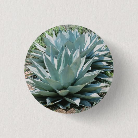 Agave Sukkulente Pflanze Cactus Green Salbei Button (Vorderseite)