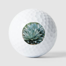 Agave Sukkulente Pflanze Cactus Green Salbei Golfball