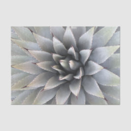 Agave Sukkulente Pflanze Cactus Green Salbei Seidenpapier