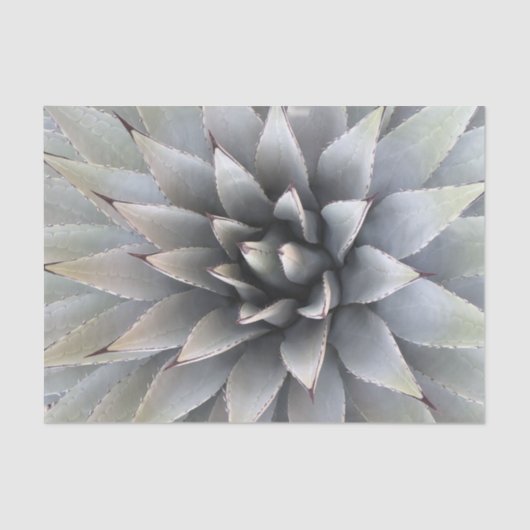 Agave Sukkulente Pflanze Cactus Green Salbei Seidenpapier (Vorderseite)