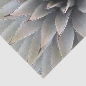 Agave Sukkulente Pflanze Cactus Green Salbei Seidenpapier (Ausschnitt)