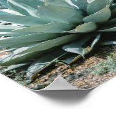 Agave Sukkulente Pflanze Cactus Green Salin grau Poster (Ecke)