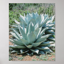 Agave Sukkulente Pflanze Cactus Green Salin grau