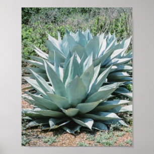 Agave Sukkulenten Pflanze Kaktus grüne Salbei grau Poster