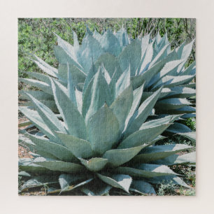 Agave Sukkulenten Pflanze Kaktus Grüner Salbei Puzzle