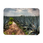 Agave Tequilana Magnet (Horizontal)