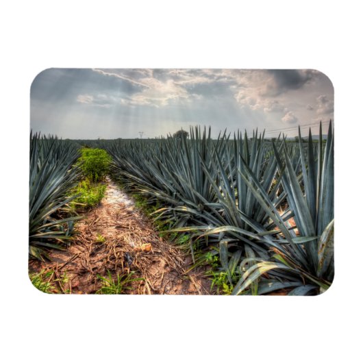 Agave Tequilana Magnet (Horizontal)