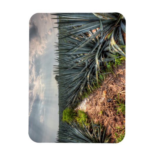 Agave Tequilana Magnet (Vertikal)