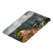 Agave Tequilana Magnet (Linke Seite)