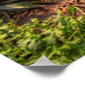 Agave Tequilana Poster (Ecke)