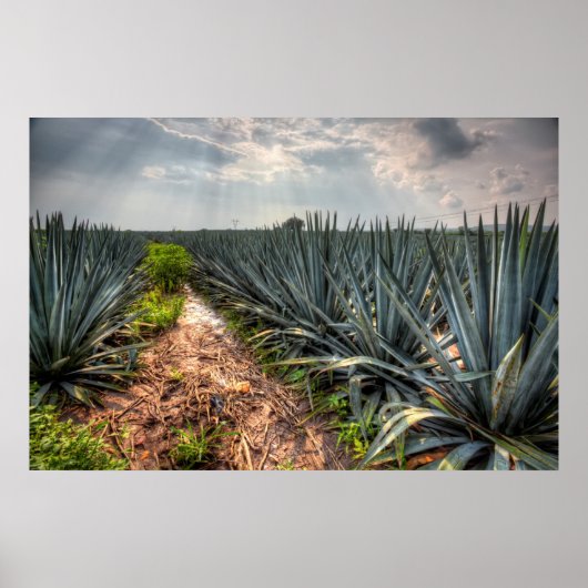 Agave Tequilana Poster (Vorne)