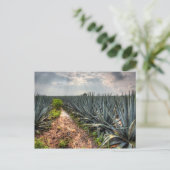 Agave Tequilana Postkarte (Stehend Vorderseite)