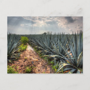 Agave Tequilana Postkarte