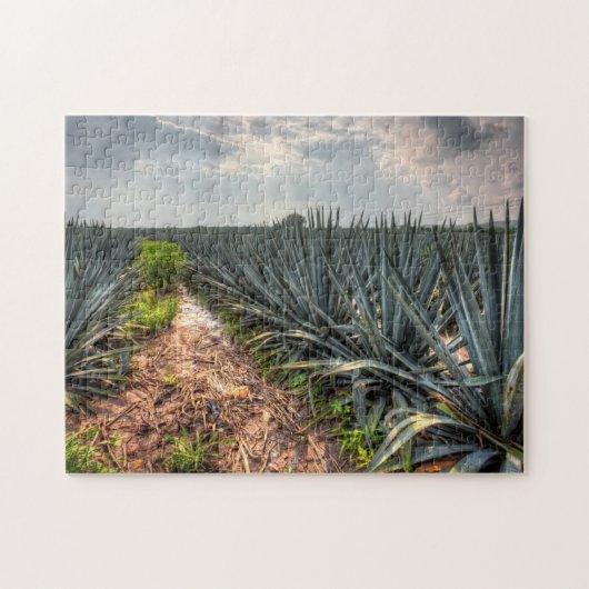 Agave Tequilana Puzzle (Horizontal)