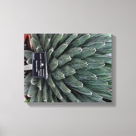 Agave Victoria Pflanze Foto Wrapped Canvas Print Leinwanddruck