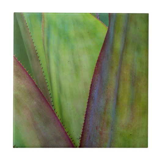 Agaven-Pflanzendetail Fliese (Vorderseite)