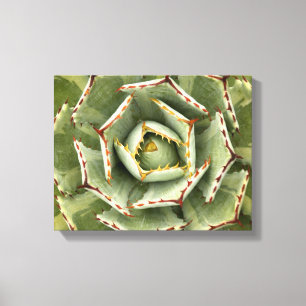 Agaven-"Sahnespitzen" Foto Leinwanddruck