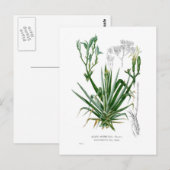 Agavenarten Postkarte (Vorne/Hinten)