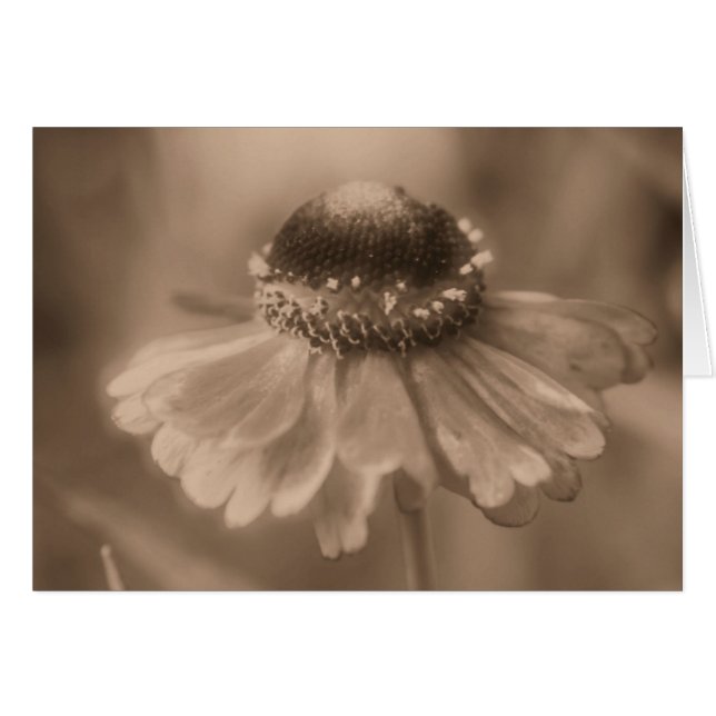 Age Sepia Daisy Flower Fotografy Card (Vorderseite (Horizontal))