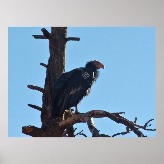 Agent 99 poster (Vorne)