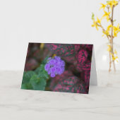 Ageratum im Garten Karte (Gelbe Blume)