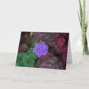Ageratum im Garten Karte