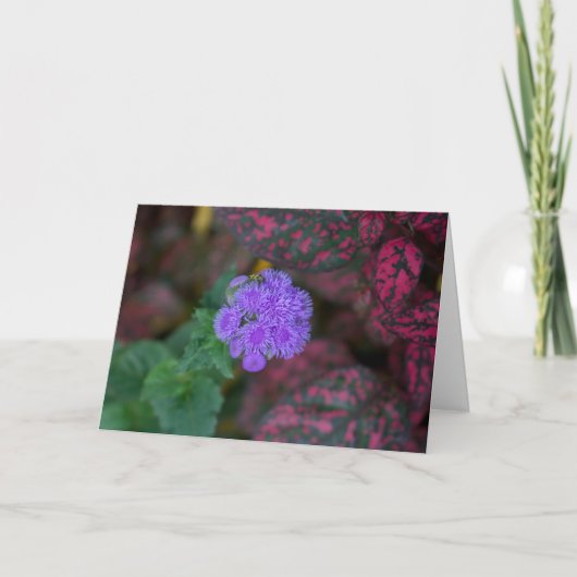 Ageratum im Garten Karte (Vorderseite)