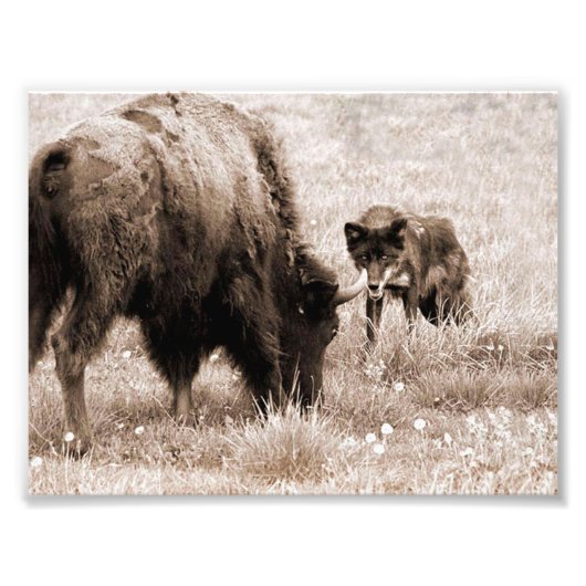 Aggressiver Bison und schwarzer Wolf Fotodruck (Vorne)