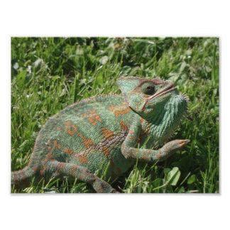 Aggressives Chameleon Foto Print