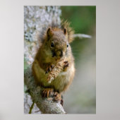 Agile Brown Squirrel in Alberta Poster (Vorne)