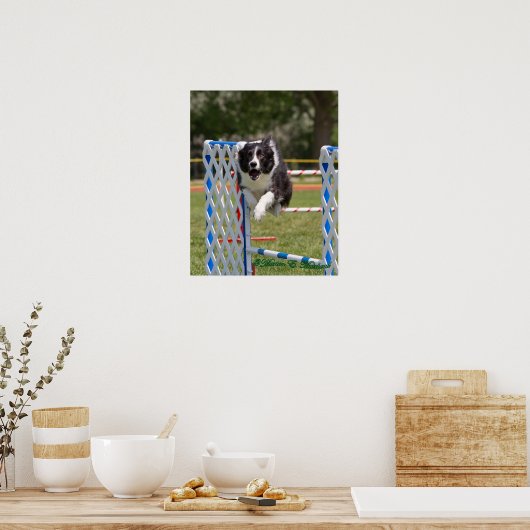 Agility Border Collie Poster (Küche)