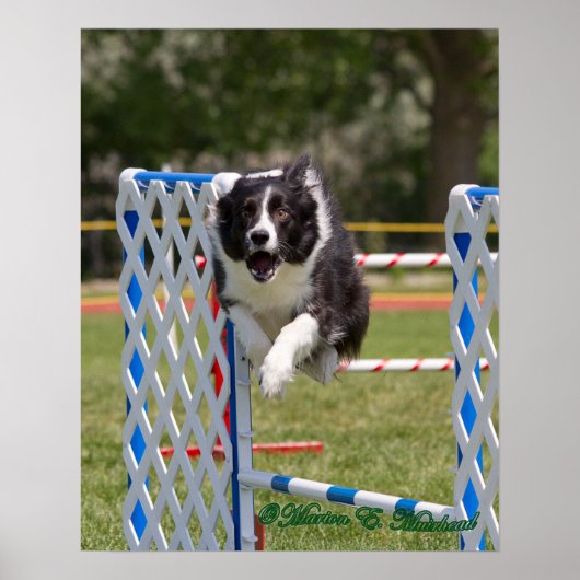 Agility Border Collie Poster (Vorne)