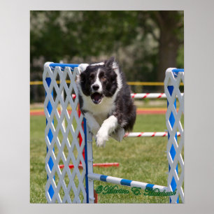 Agility-Grenzcollie Poster