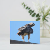 Agitated Red Schwanz Hawk Postkarte (Stehend Vorderseite)