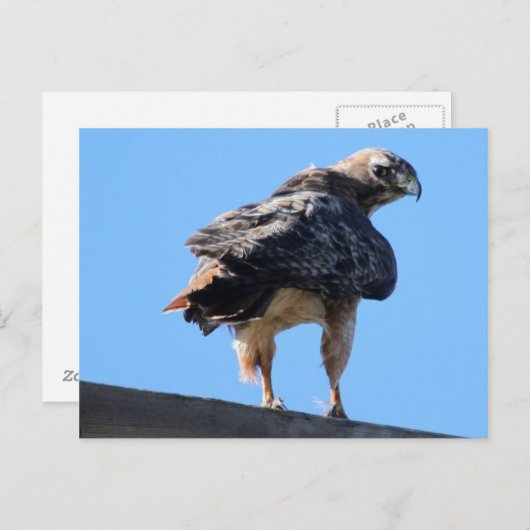 Agitated Red Schwanz Hawk Postkarte (Vorne/Hinten)