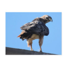 Agitated Red Schwanz Hawk