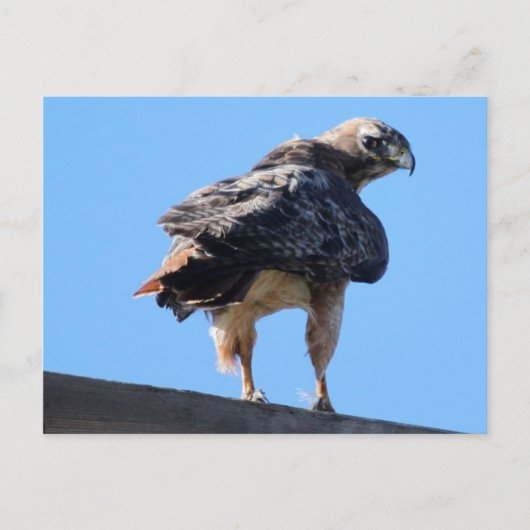 Agitated Red Schwanz Hawk Postkarte (Vorderseite)