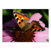 Aglais urticae (Vorderseite (Horizontal))