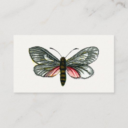 Aglaope infausta - Almond-Tree Leaf Skeletonizer B Visitenkarte (Rückseite)