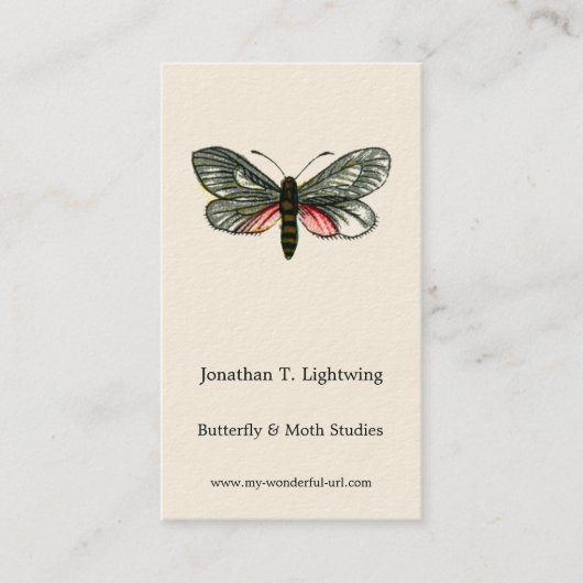 Aglaope infausta - Almond-Tree Leaf Skeletonizer B Visitenkarte (Vorderseite)