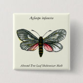 Aglaope infausta - Almond-Tree Leaf Skeletonizer Button (Vorderseite)