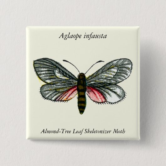 Aglaope infausta - Almond-Tree Leaf Skeletonizer Button (Vorderseite)