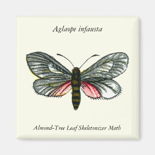 Aglaope infausta - Almond-Tree Leaf Skeletonizer Magnet