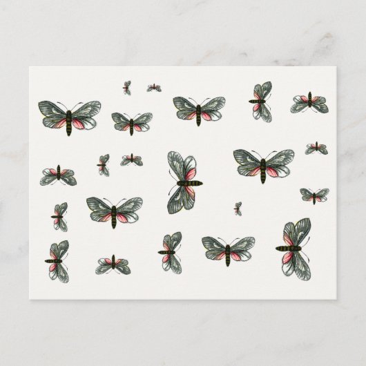 Aglaope infausta - Almond-Tree Leaf Skeletonizer Postkarte (Vorderseite)
